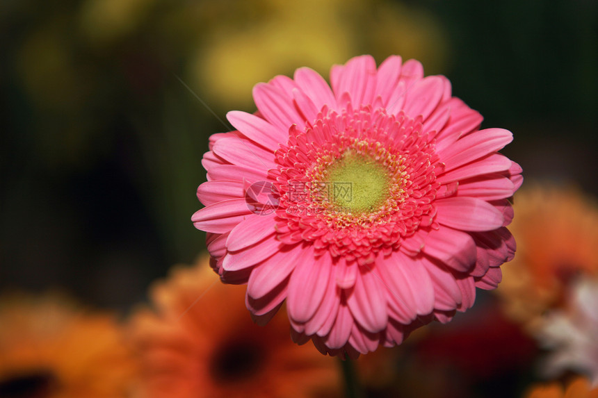 菊花花季节雏菊花瓣礼物宏观格柏生活橙子植物学植物图片