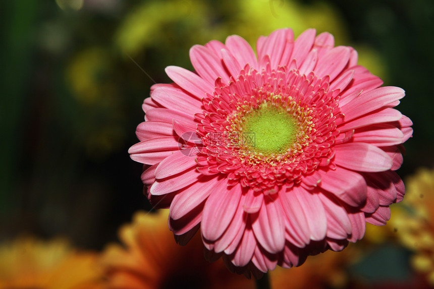 菊花花植物学生活季节宏观格柏植物收藏花瓣生长雏菊图片