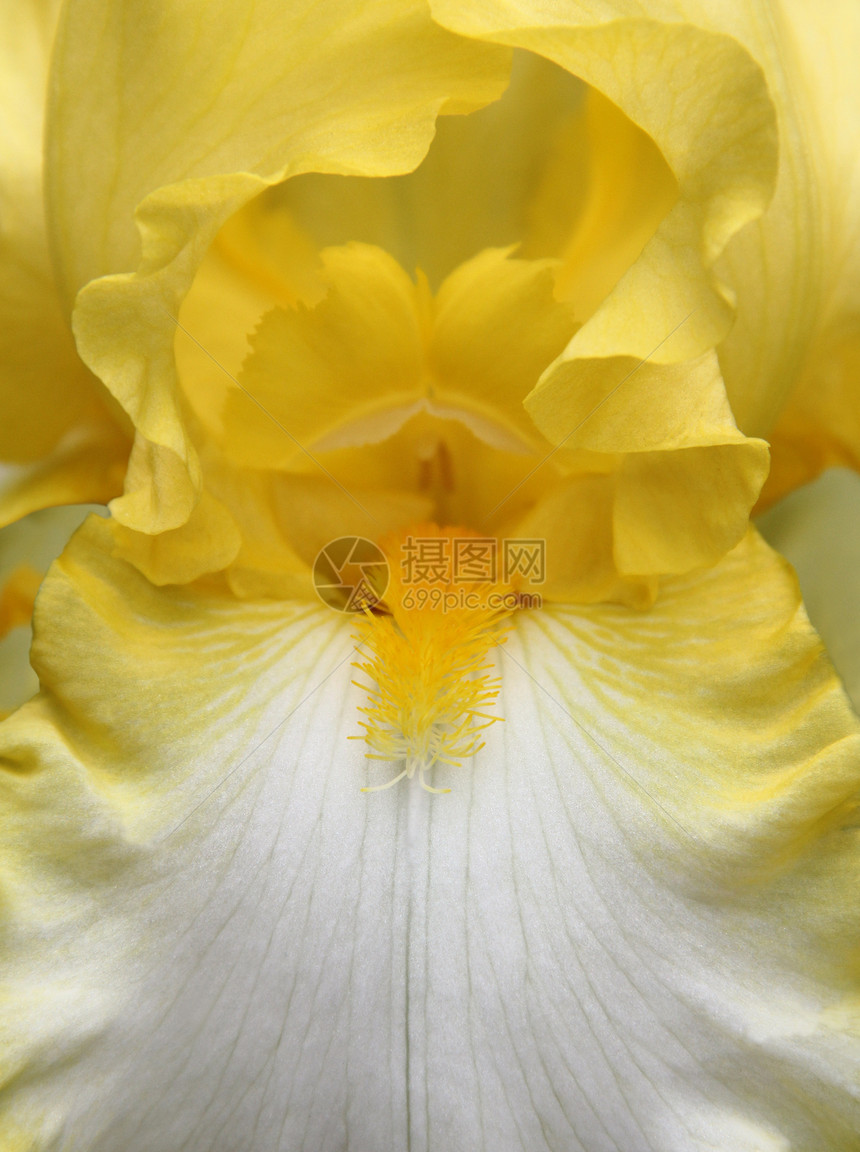 虹生长脆弱性黄色优雅宏观植物花瓣园艺花头画幅图片