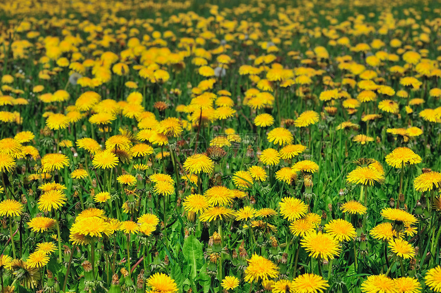 黄色字段空地阳光乡村环境花瓣植物群生长季节场地国家图片