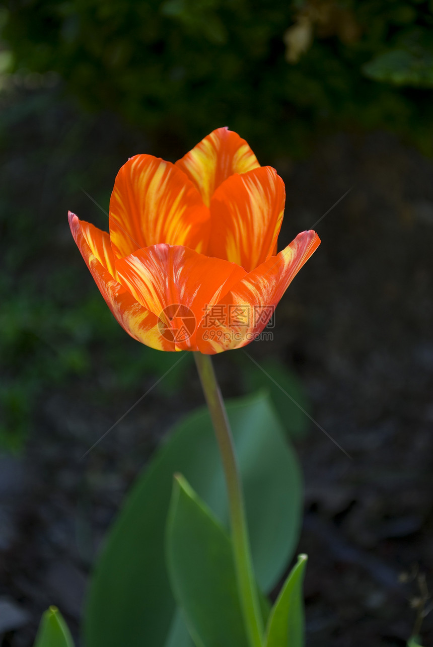 郁金tullip红色太阳阳光叶子花朵植物群晴天绿色花园植物学图片