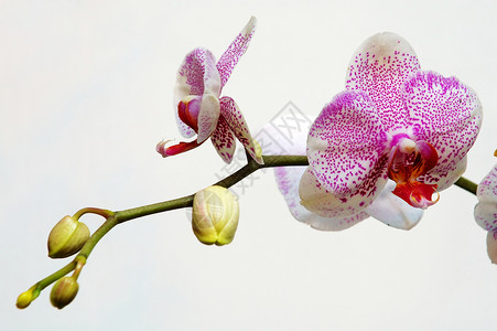 兰科有粉红斑点的白兰花荒野花萼花瓣花园风化雌蕊草本植物繁荣生态温室背景