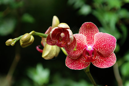 红色兰花荒野芦荟繁荣风化杓兰园艺条纹兜兰生物学花萼高清图片