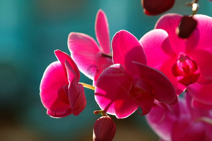 粉红色兰花草本植物杓兰叶子植物学温室繁荣花瓣生态植物花萼图片