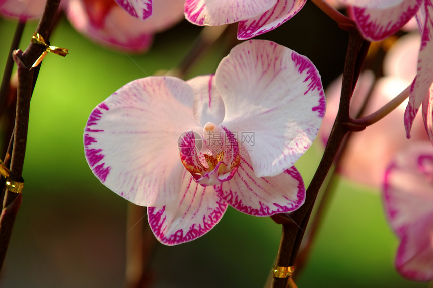 白兰花温室花瓣植物芦荟植物学花萼雌蕊兰花草本植物荒野图片