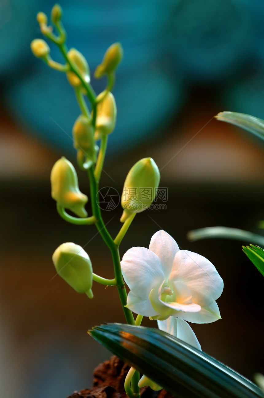 白兰花兰花杓兰紫色兜兰荒野叶子繁荣雌蕊植物学草本植物图片