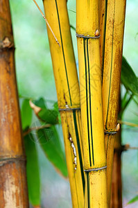 竹子植物圆形花园平行线两极植物学绿色黄色棕色枝条高清图片