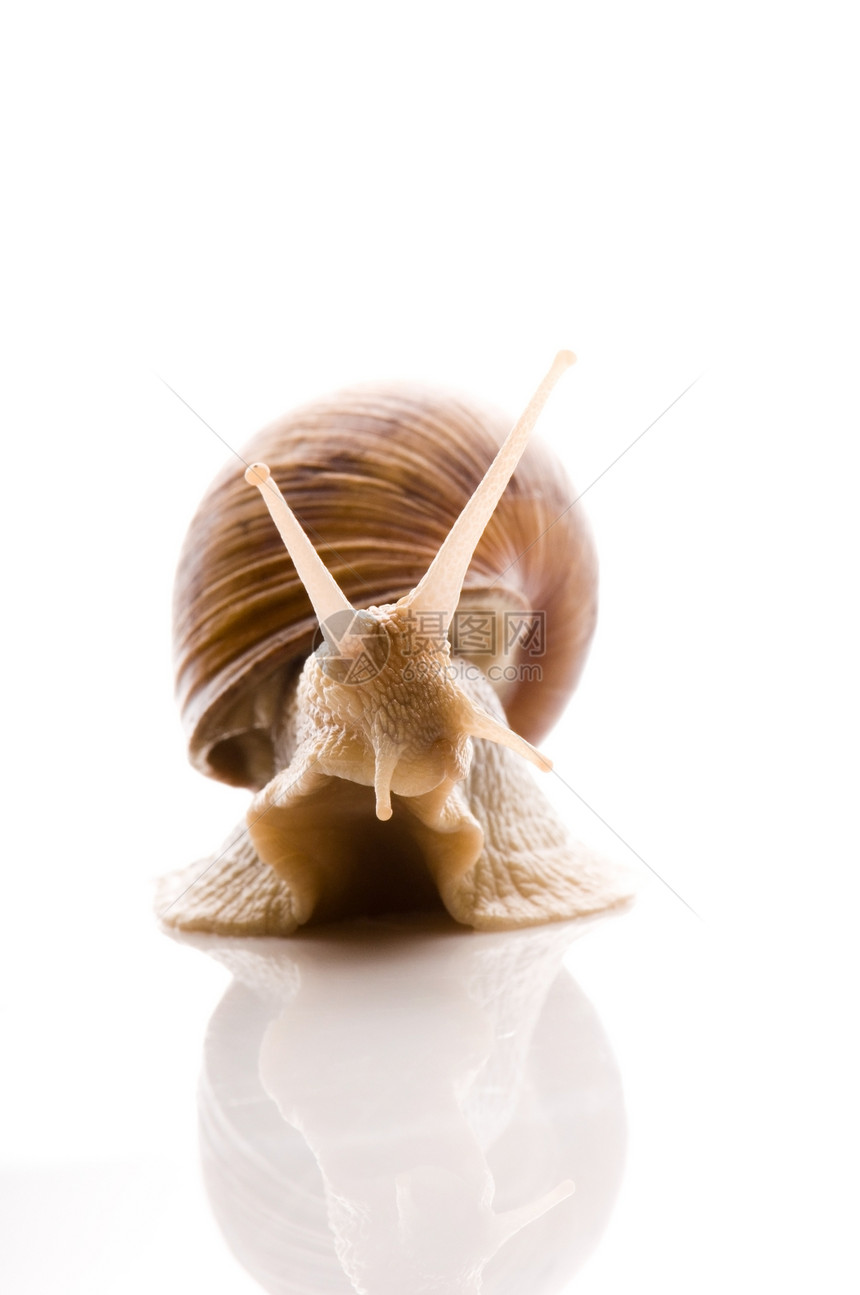 在白色背景上被孤立的动物触角葡萄园天线蜗牛螺旋花园害虫田螺臭虫鼻涕虫图片