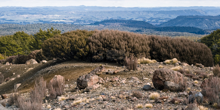 山上的灌木丛木头爬坡岩石丘陵图片
