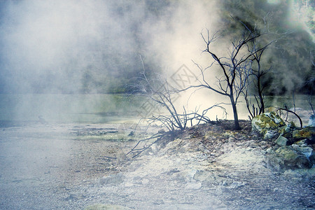 蒸汽中的树木高清图片