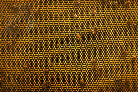 蜂箱与蜜蜂背景图片