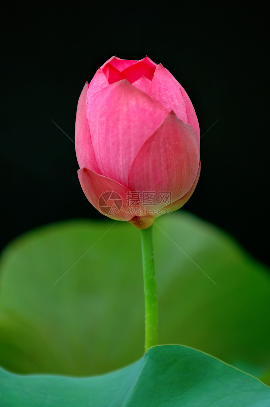 莲花情调生物学百合植物灌木繁荣莲花状软垫风化荷花图片