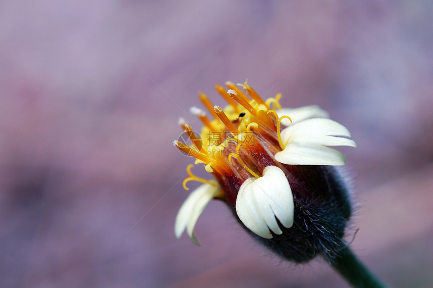 3x三重预积数菊科荒野生物学杂草绘画晴天俯卧撑风化白色菊花图片