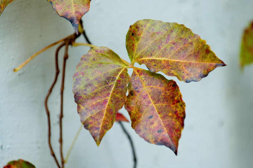 叶叶细节衰变杂草生态腐烂植物群叶子黑色花园中心植物学图片