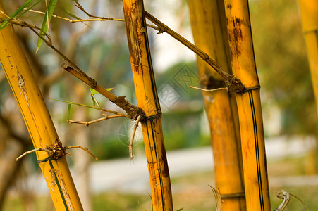 黄色竹子枝条竹子管道圆形生物学植物学森林热带植物两极平行线场地背景