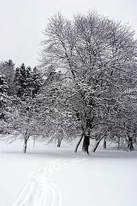修整过冬的树木分支机构背景图片