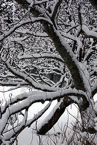 修整过冬的树背景图片