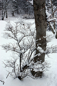 修整过冬的树木分支机构背景图片