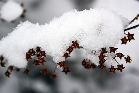 下雪的树枝背景图片