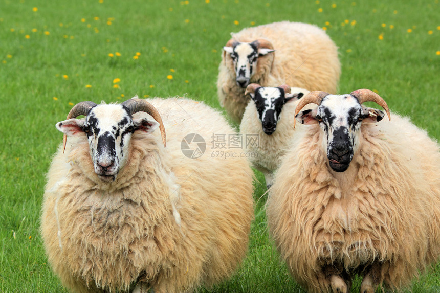 四只四羊家畜牛角团体动物毛皮绿色喇叭羊毛黑色草地图片