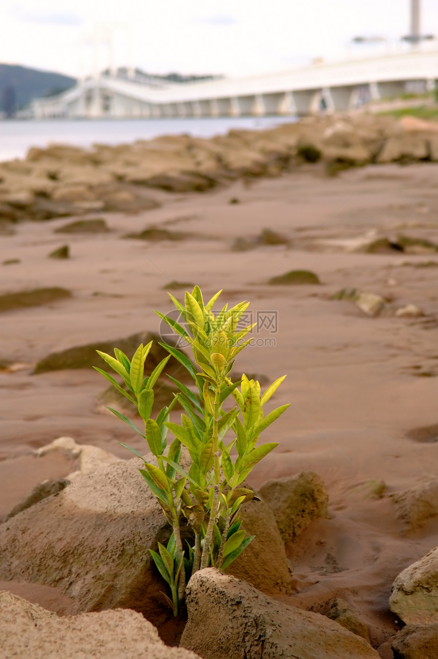 在海滩种植植物图片