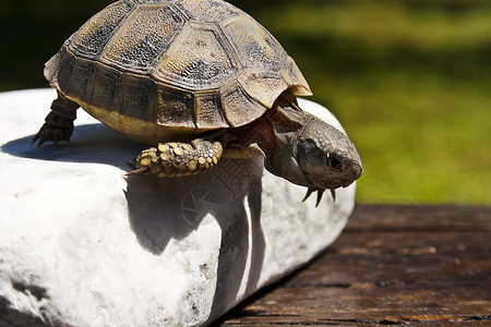海龟动物挑战背景图片