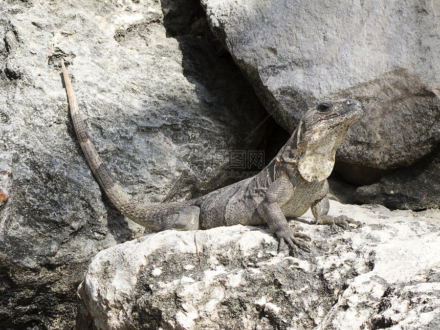 蜥蜴太阳浴灰色动物岩石鬣蜥爬虫石头热带图片