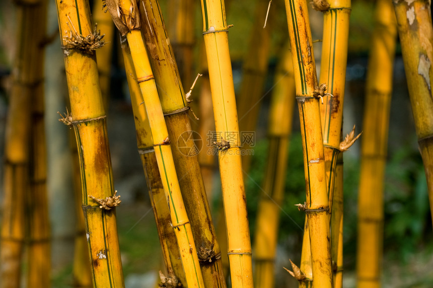 竹子森林场地棕色木头管道植物学生物学两极平行线圆形图片