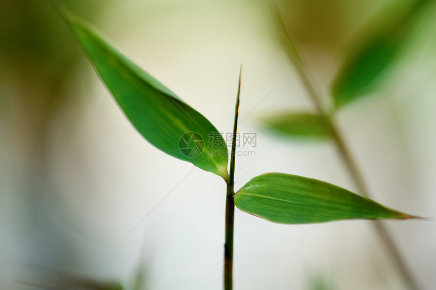 竹叶详情花园森林热带运气绿色生长叶子生物学植物白色图片
