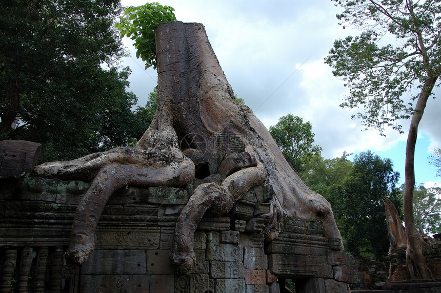 柬埔寨吴哥Angkor Wat种植的树木遗产寺庙崇拜建筑学艺术砂岩纪念碑雕刻世界石头图片