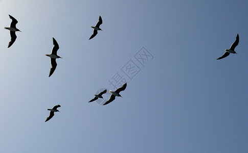 一群海鸥飞过大海背景图片