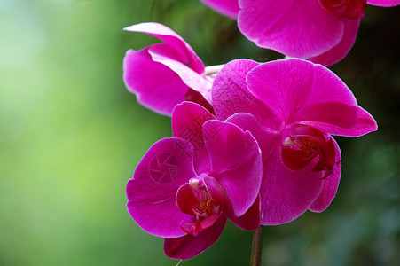 一盆粉红蝴蝶兰盛开花瓣高清图片
