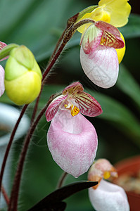 粉色女士拖鞋兰花草本植物栽培园艺风化热带植物雌蕊叶子条纹兜兰背景图片