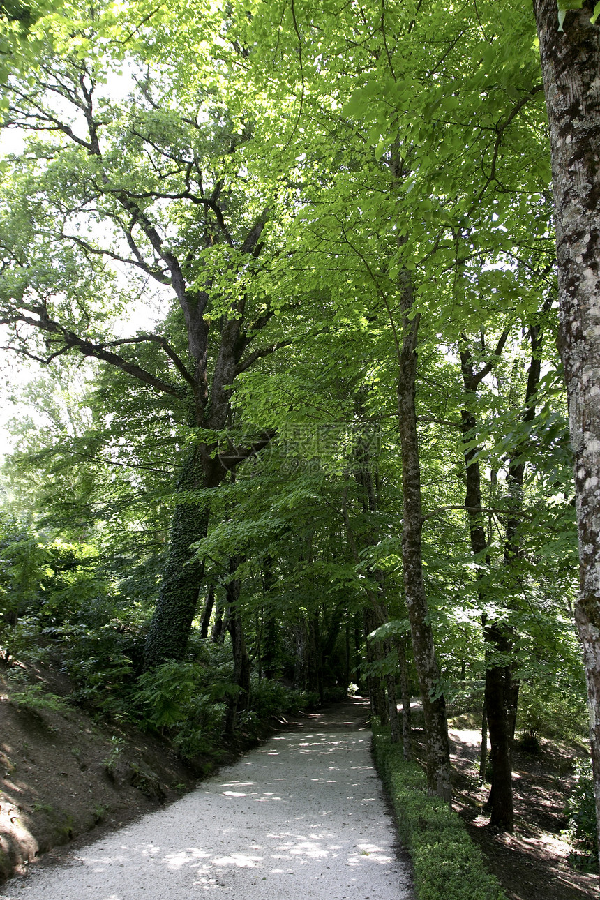 森林道路落叶车道旅行阳光天空树木绿色绿树生长风光图片