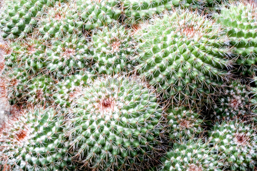 Cacti 仙地肉质植物植物群干旱园林衬套园艺季节性绿色尖刺图片