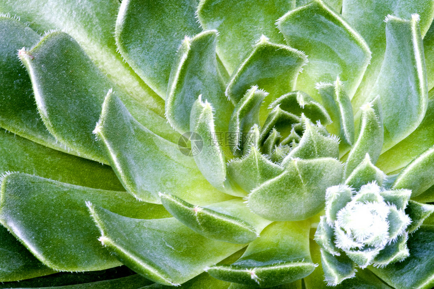 营养素绿色花朵多刺植物肉质花园花瓣干旱园艺衬套图片