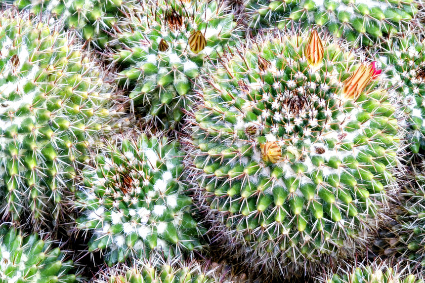 Cacti 仙地沙漠尖刺季节性肉质园艺绿色花园花瓣植物衬套图片