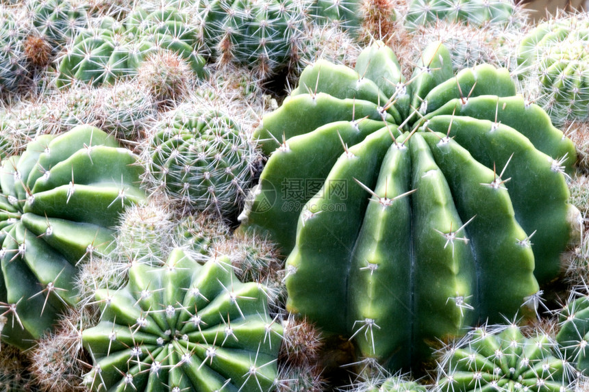 Cacti 仙地多刺季节性园林花园干旱植物学植物花瓣绿化植物群图片