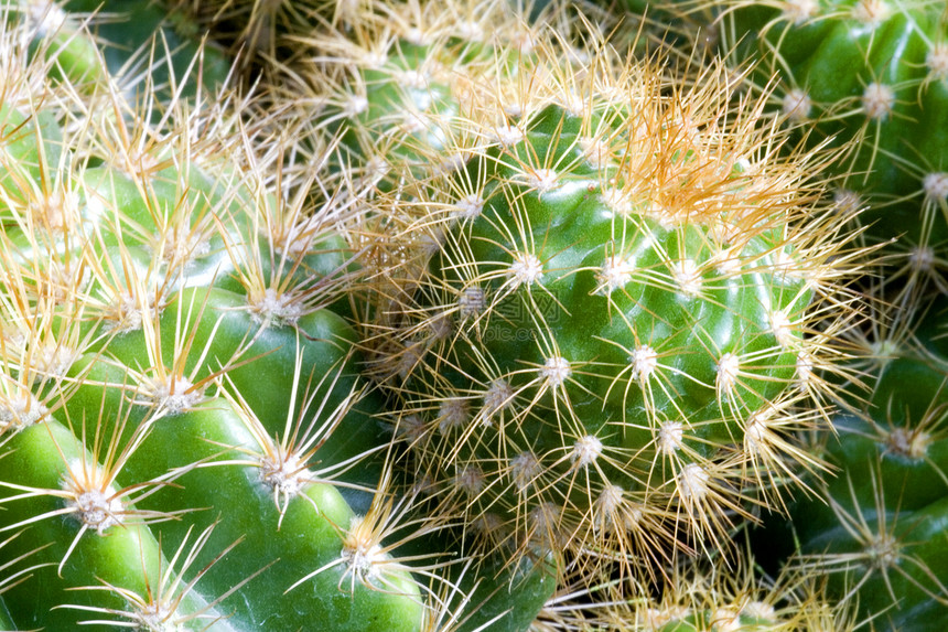Cacti 仙地花瓣衬套干旱花园肉质绿化多刺季节性植物群绿色图片