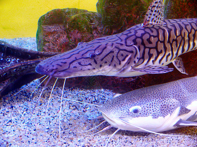 两条鱼鱼缸鲶鱼宠物淡水热带背景图片
