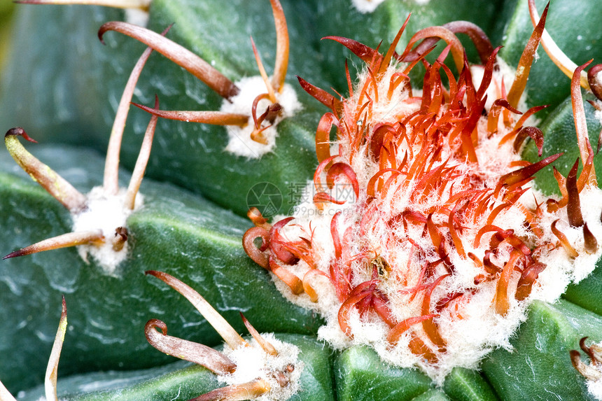 仙地植物尖刺花瓣沙漠多刺绿色花园园艺季节性植物学图片