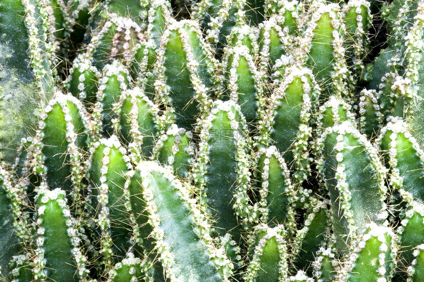 Cacti 仙地花瓣干旱多刺尖刺园林植物群季节性绿化沙漠花园图片