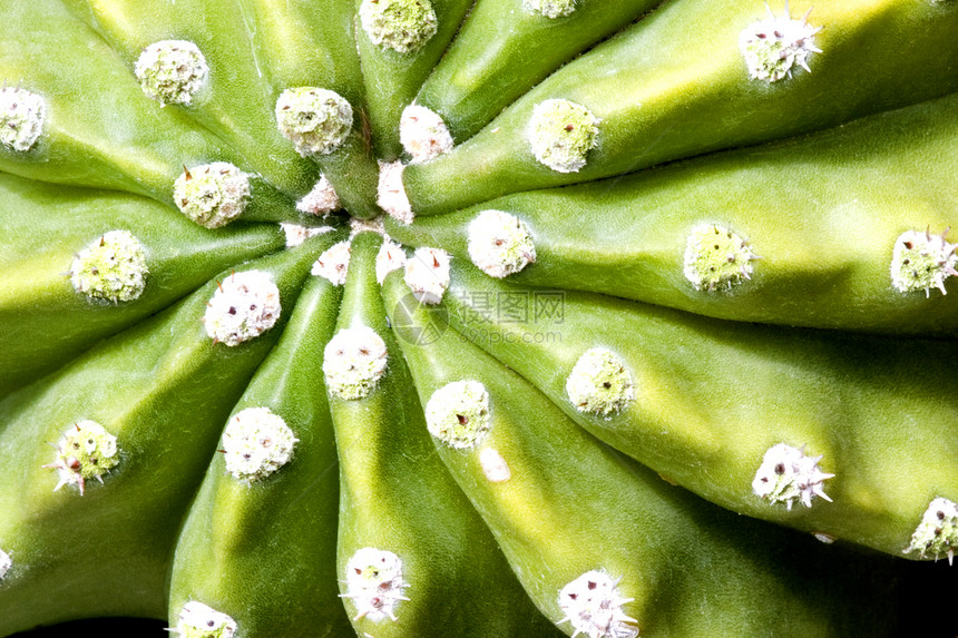 仙地尖刺衬套多刺绿色植物沙漠花朵植物群园林花园图片