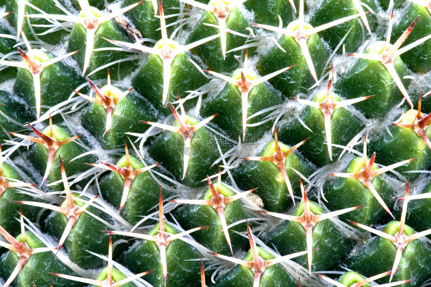 仙地尖刺花朵季节性干旱植物绿色绿化园艺沙漠园林图片