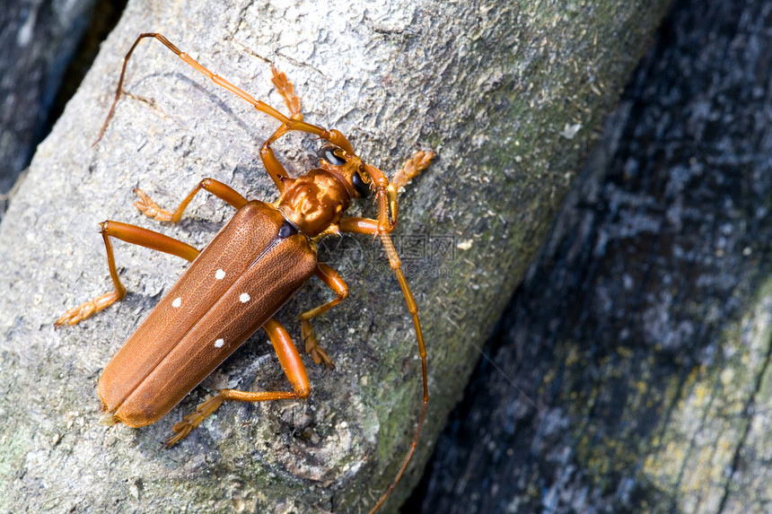 热带雨林长角蜂鞘翅目生物雨林臭虫甲虫植物长角牛热带怪物生活图片