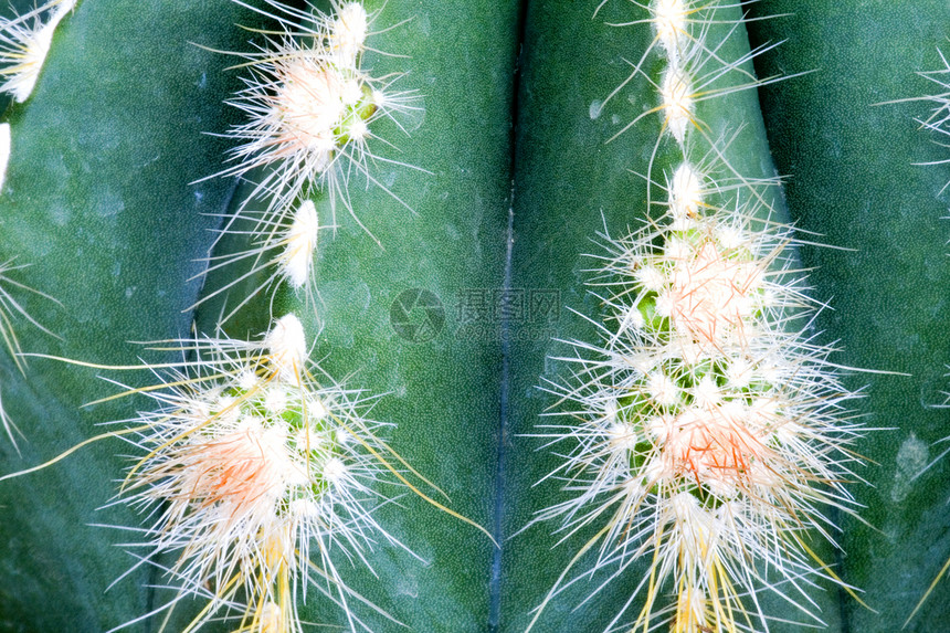仙地园艺干旱季节性绿化衬套沙漠花瓣花园尖刺植物学图片