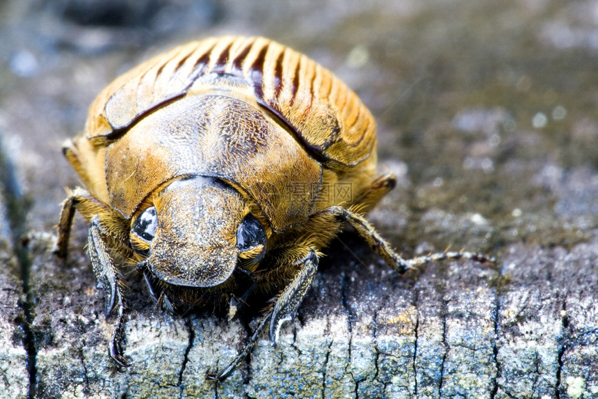 热带热带雨林动物群漏洞苍蝇森林雨林生活臭虫飞虫野生动物生物图片