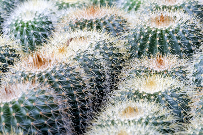 Cacti 仙地肉质植物季节性园艺植物群沙漠植物学干旱多刺衬套图片