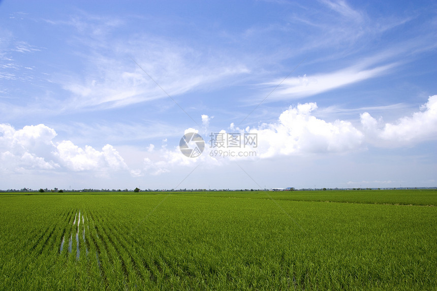 帕迪田地劳动热带蓝色培育农场农田谷物生长收成经济图片