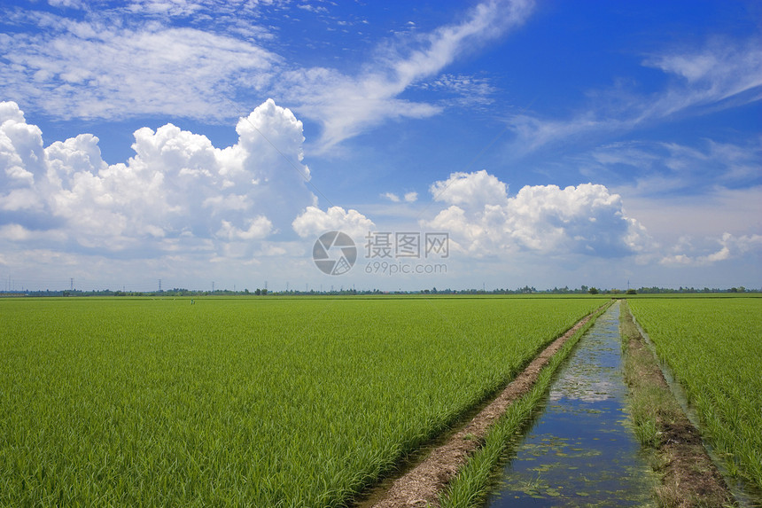 帕迪田地稻田天空食物热带谷物村庄生产灌溉场地劳动图片